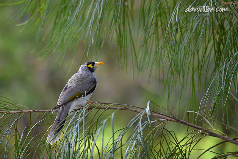 What Do Noisy Miner Birds Eat